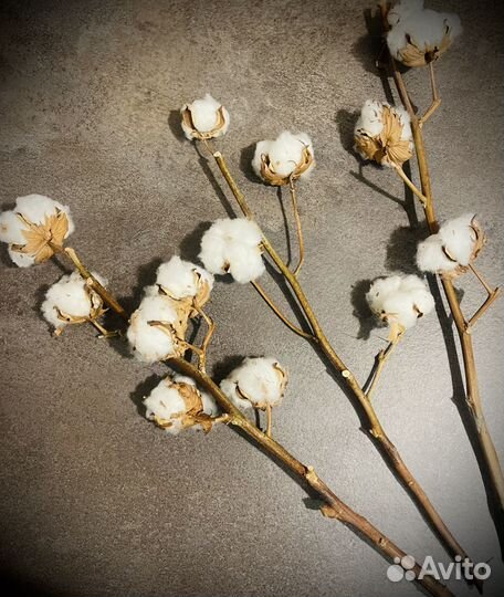 Хлопок натуральный ветка