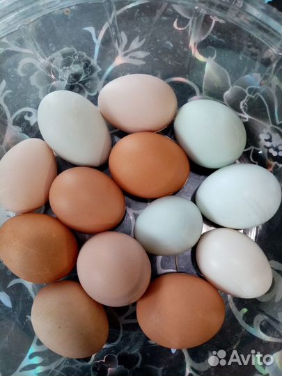 Инкубационное яйцо породистых кур