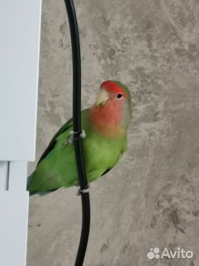 Попугай неразлучник с клеткой