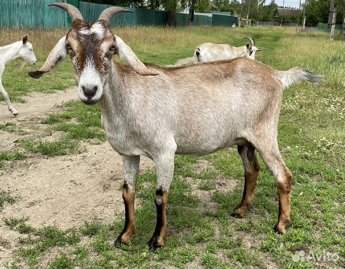 Продаю коз и козлят