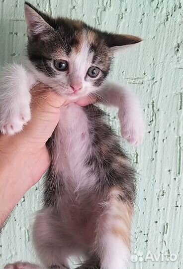 Котята 1.5 месяца