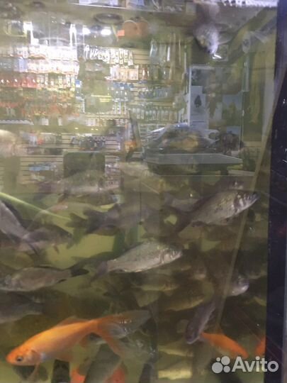 Живец для рыбалки