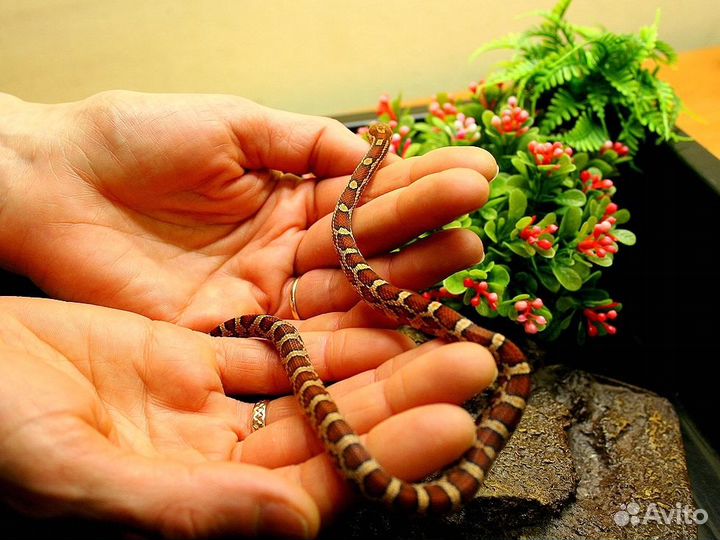 Полоз маисовый