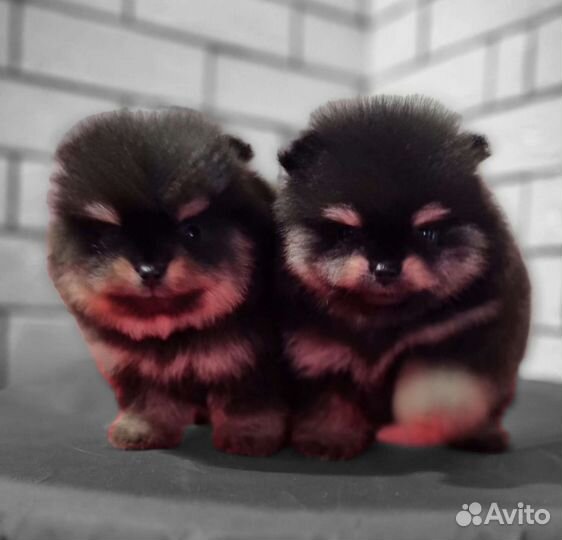 Померанский шпиц медвежьего типа