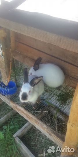 Продам калифорнийских кроликов