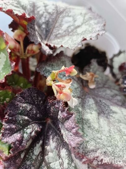 Бегония декоративно лиственная почтой