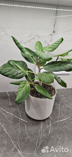 Фикус бенгальский