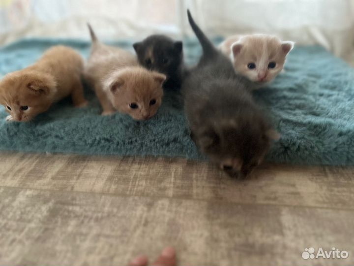 Котята в добрые руки