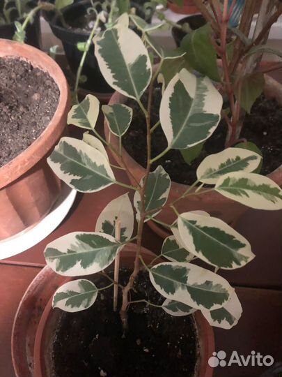 Каланхоэ Фикусы Монстера Алоэ