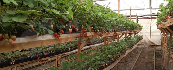 Участок 53 сот. (СНТ, ДНП)