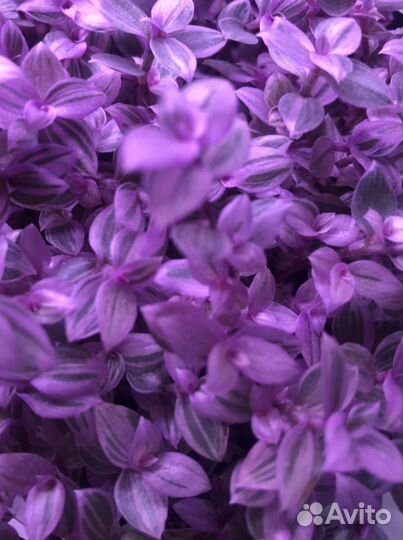 Аихризон (дерево любви), Каллизия розовая пантера