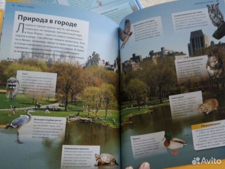 Энциклопедии Discovery