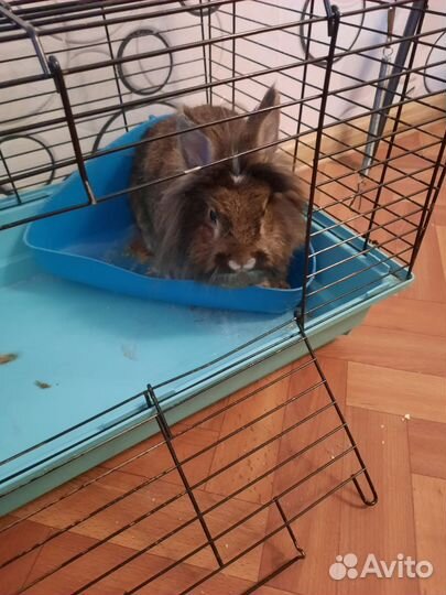 Декоративные кролики