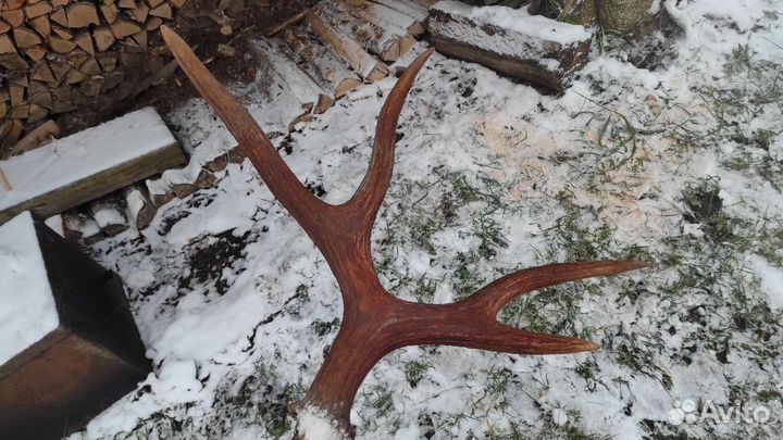 Рога лося на кости