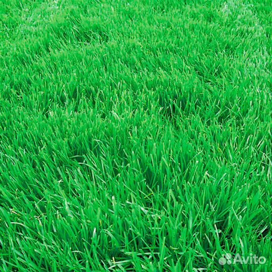 Овсяница луговая (сорт Свердловская 37 (рс1)