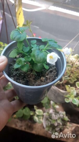 Бакопа вегетативная