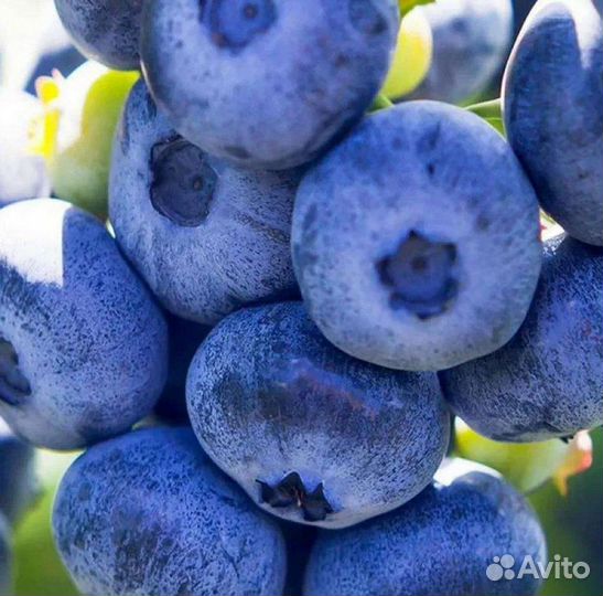 Голубика саженцы