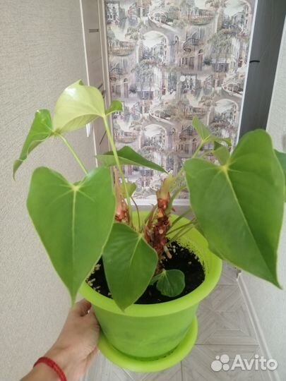 Антуриум розовый