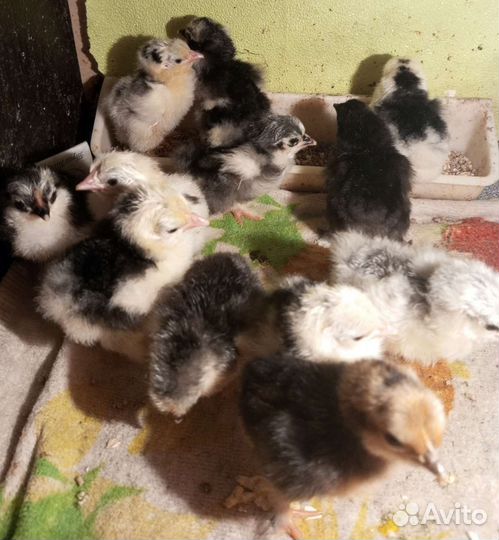 Цыплята карликовый кохинхин, алтайская бентамка