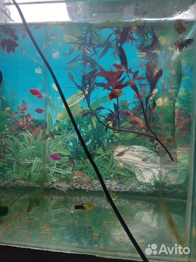 Аквариумные рыбки и растения