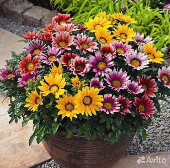 Рассада гацания