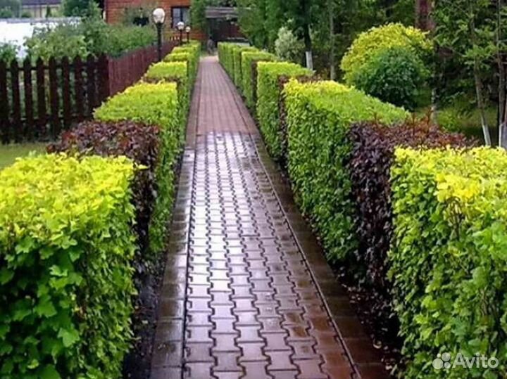 Пузыреплодник зелёный, пурпурный, жёлтый