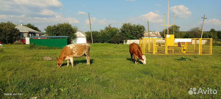 Крупно рогатый скот