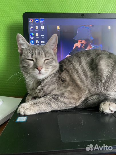 Передержка кошек