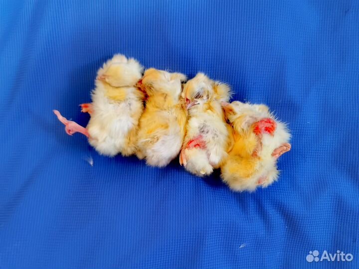 Замороженные суточные цыплята упаковка 5 шт