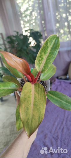 Филодендроны, спатифиллумы