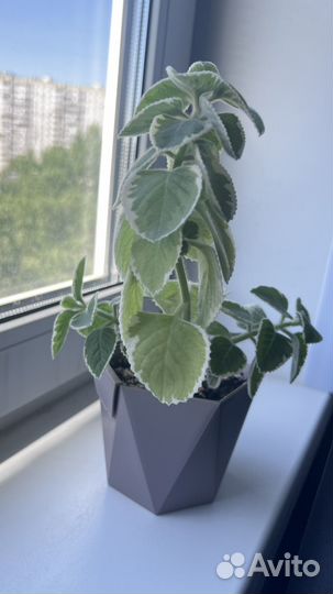 Мята, Спатифиллум, фикус голден кинг, денежное