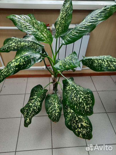 Диффенбахия, бегония, молочай Миля