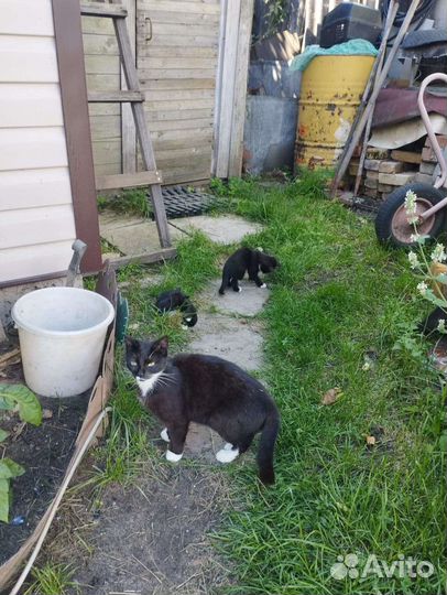 Отдам в добрые руки