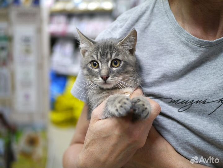 Малыш Кисик в добрые руки