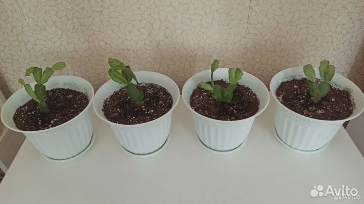 Декабрист (шлюмбергера)