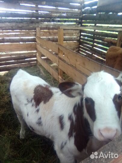 Коровы дойные молочные