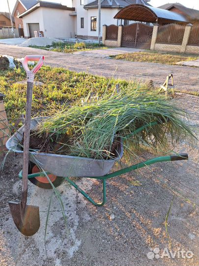 Просо прутьевидное стриктум