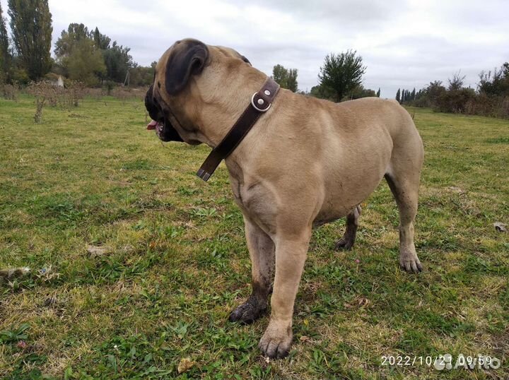 Бульмастиф Вязка