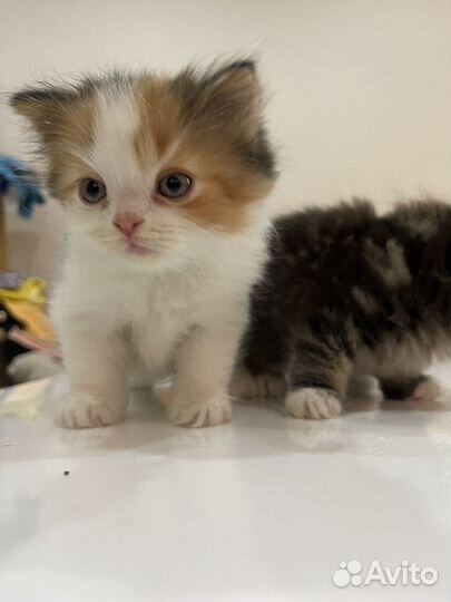 Шотландские котята