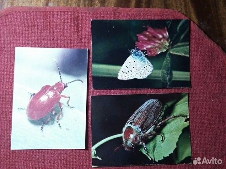 Открытки СССР (Насекомые) 1980 год