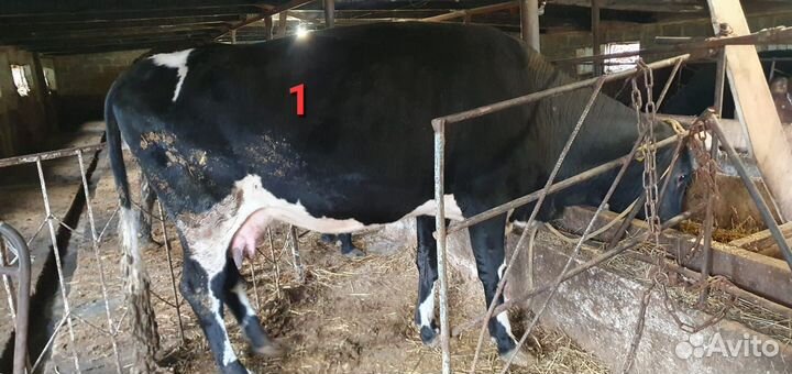 Корова с теленком, тёлки, бычок