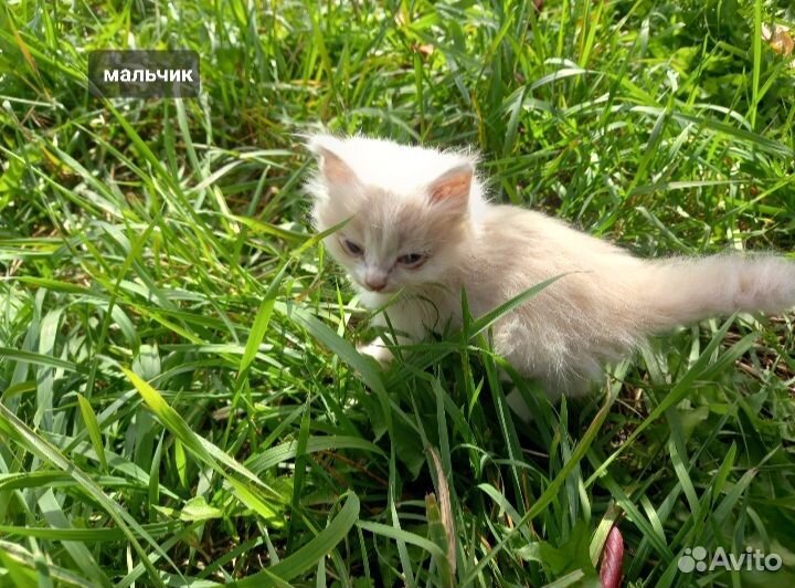 Котятки
