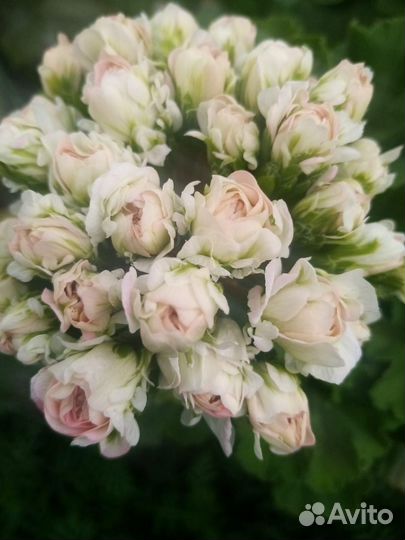 Пеларгонии сортовые