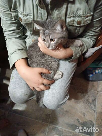 Котенок в дар бесплатно