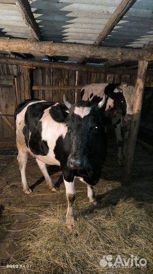 Тёлка 1 год и 9 месяцев