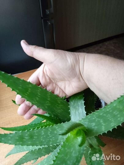 Алоэ лечебный