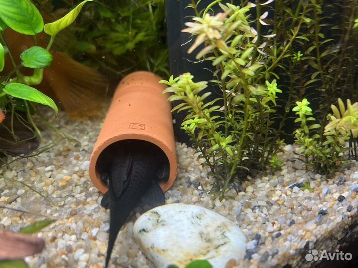 Трубки керамические для сомов