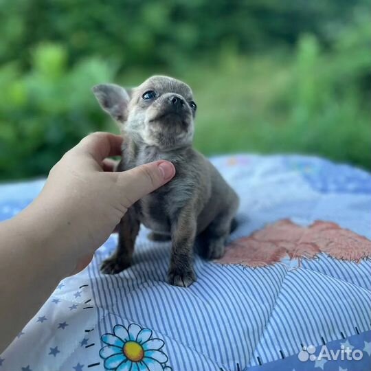 Супер мини мальчики чихуа