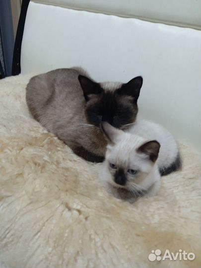 Продам сиамских котят