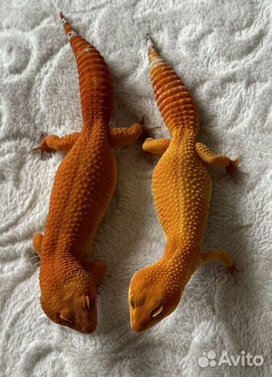 Малыши Эублефары